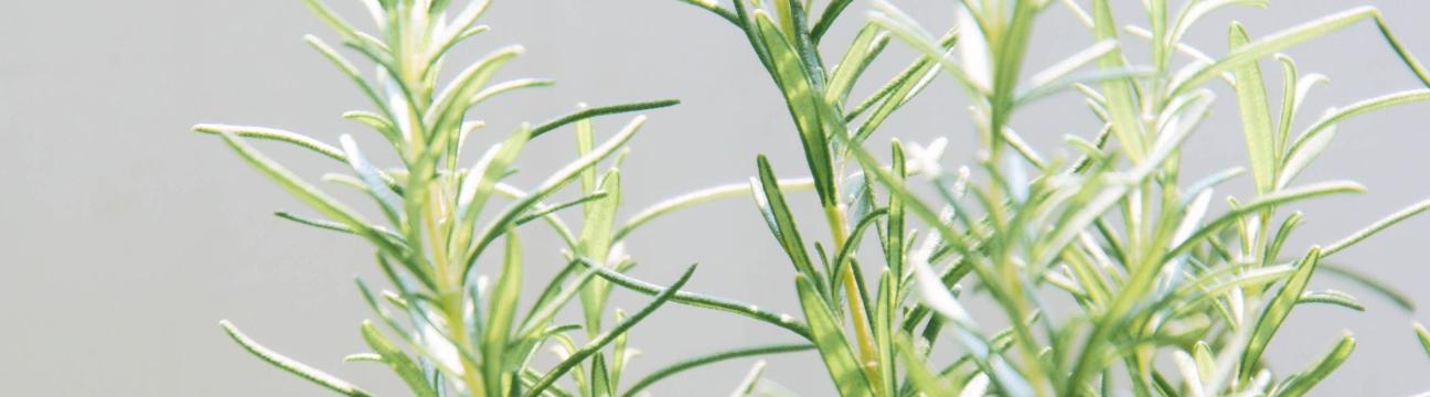 THANH THẢO NGUYỄN